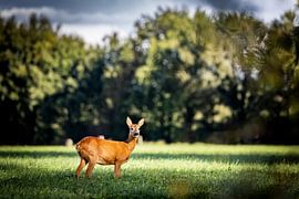 Hirsche auf den Wiesen von Johan Bertels