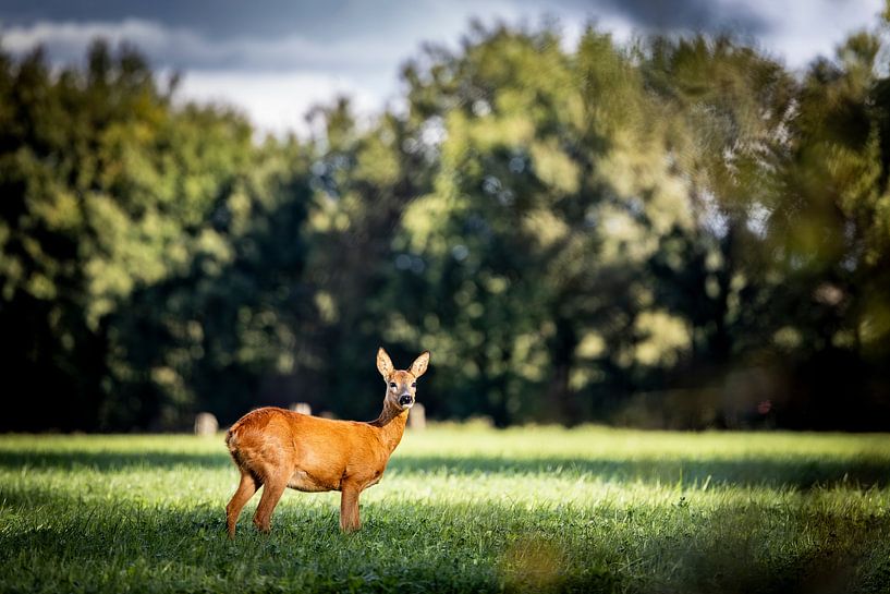 Deer in the meadows by Johan Bertels