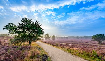 Plantes de bruyère en fleurs dans un paysage de lande au lever du soleil en été sur Sjoerd van der Wal Photographie