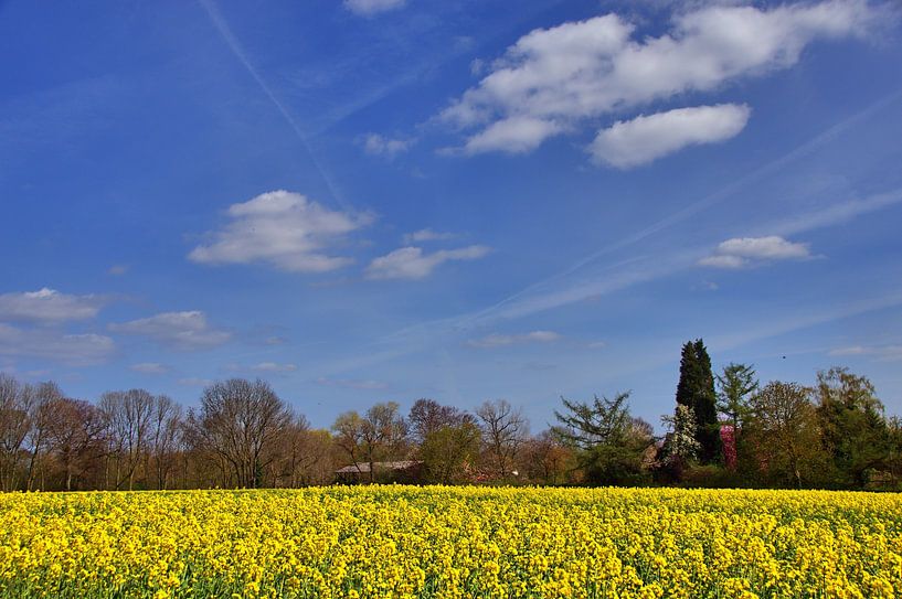 Koolzaadveld van Edgar Schermaul