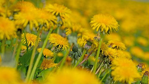 Paardenbloemen in bloei in de lente