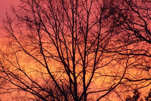 Un soleil rouge-jaune derrière les arbres