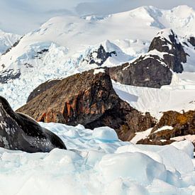 Seal on the ice by Roland Brack