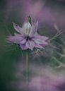 Love in a mist von Ellen Driesse Miniaturansicht