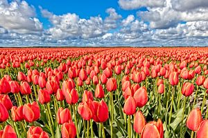 Tulpen Landschaft von eric van der eijk