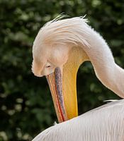 Elegance of the Pink Pelican