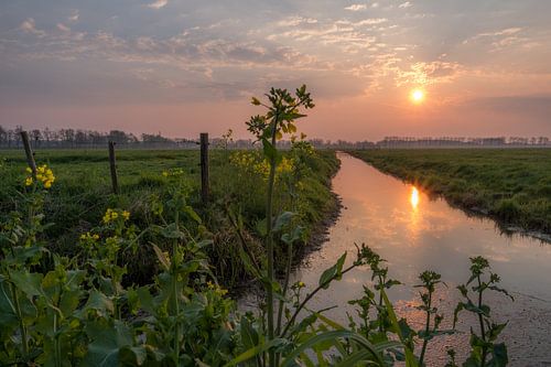 Koolzaad aan de slootkant met zonsopkomst 03