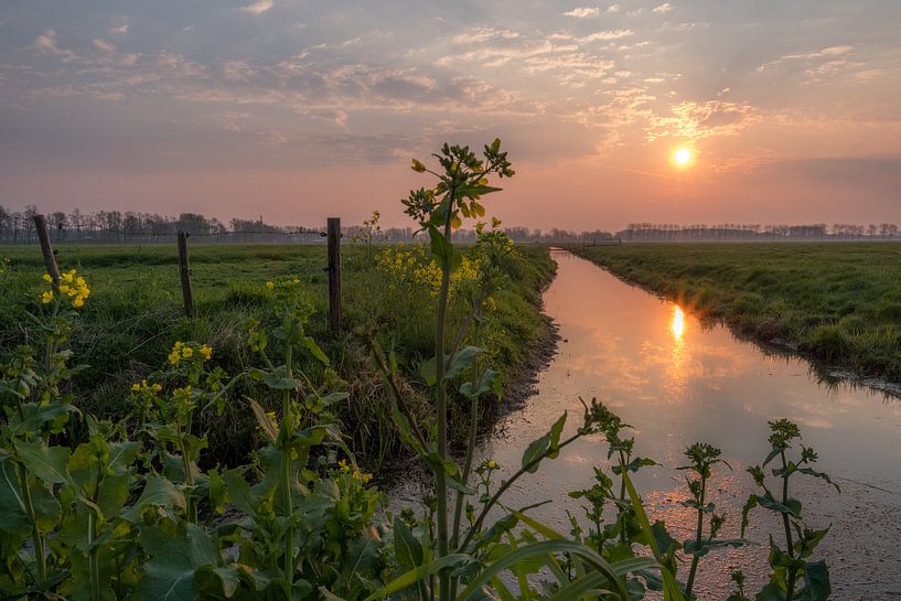 Koolzaad aan de slootkant met zonsopkomst 03 by Moetwil en van Dijk - Fotografie