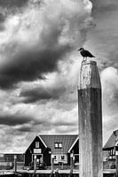 Oudeschild. (Texel)