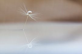 Dandelion bug by shoott photography