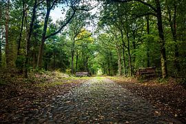 Cobbled path near Exloo by Alexander van der Molen