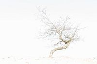 Herfst op het zand I