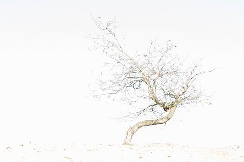 Herfst op het zand I