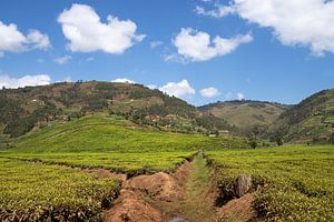 Teefelder, Uganda