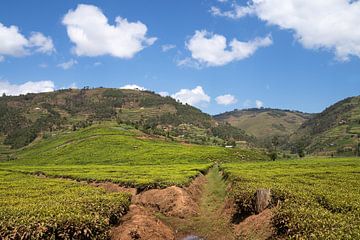 Tea fields, Uganda by Alexander Ludwig