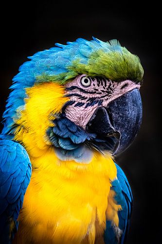 Portret blauwe en gele ara