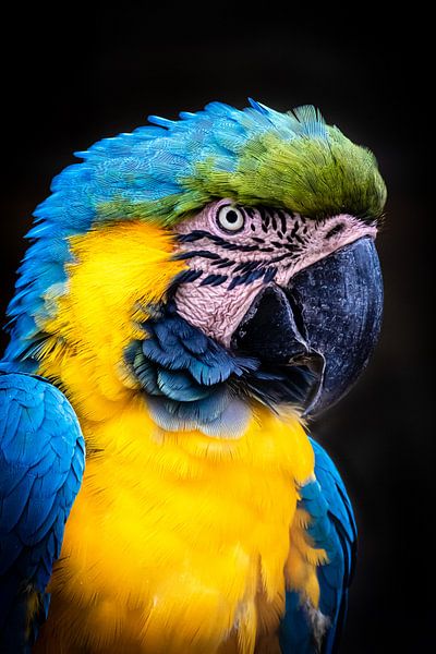 Portrait blue and yellow macaw by Dieter Walther