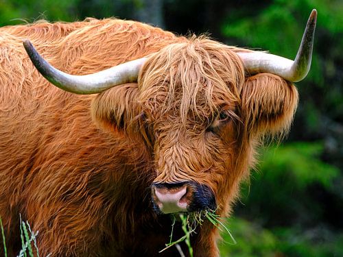 Scottish Highlander by Sabrina de Vries