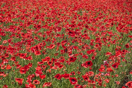 Feld mit Mohnblumen