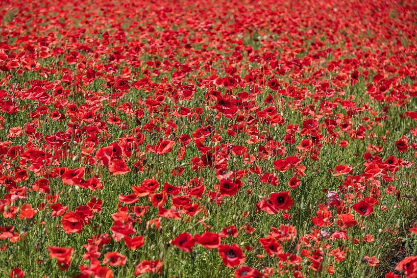 Feld mit Mohnblumen von Ron Meijer Photo-Art