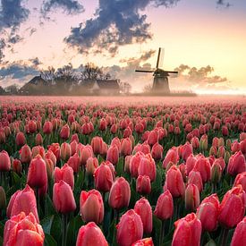 Dutch tulips van Alex De Haan