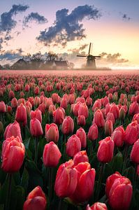 Dutch tulips van Alex De Haan