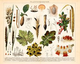 Antique botanical colour print of plant diseases by Studio Wunderkammer