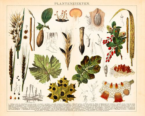 Antieke botanische kleurenprent van plantenziekten