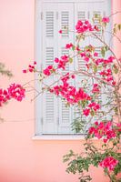 Pink Flowers on Wall