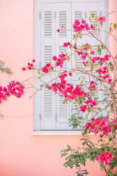 Roze Bloemen aan Muur van Patrycja Polechonska