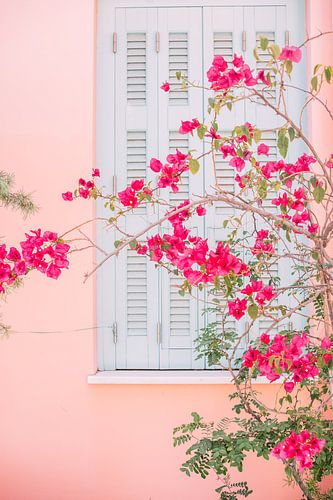 Pink Flowers on Wall