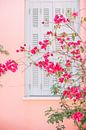 Pink Flowers on Wall by Patrycja Polechonska thumbnail