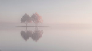 ZEN-Landschaft: Zwei Bäume im Morgennebel auf dem Wasser