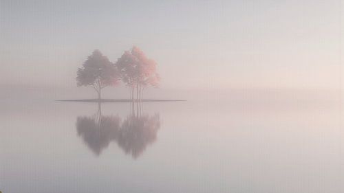 Paysage ZEN : deux arbres dans la brume matinale au bord de l'eau