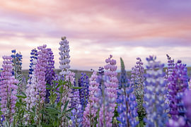 Lupin Paradise sur Julia Fritsche