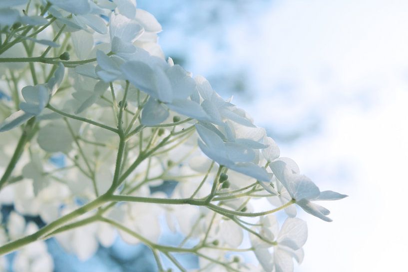 Hortensia blanc 'Annabelle' en fleurs par Imladris Images