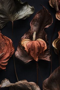 detail of dried anthurium by Karel Ham