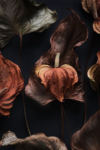detail of dried anthurium