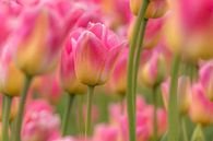 Tulp  -roze van Marco Liberto thumbnail