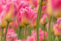 Tulip - pink