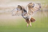 Owl by Larissa Rand thumbnail