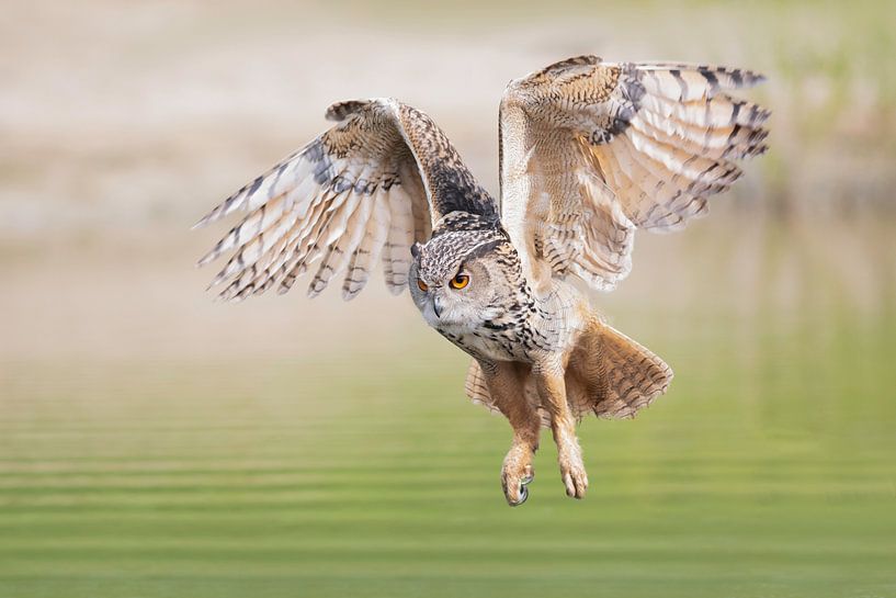 Owl by Larissa Rand