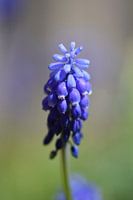 macro close up van blauwe druifjes (Muscari botryoides)