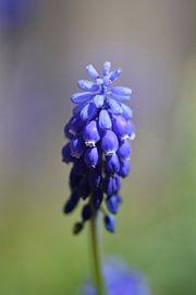 macro close up of blue grapes (Muscari botryoides) by Robin Verhoef
