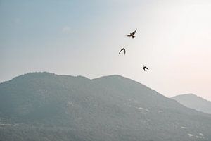 Vogels in Vlucht boven Berglandschap