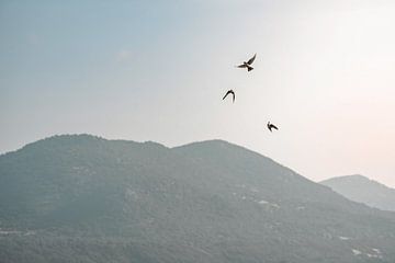 Vögel im Flug über Berglandschaft