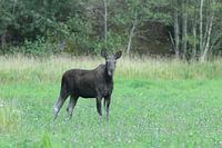 Eland op een weitje.