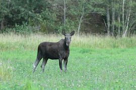 Eland op een weitje.