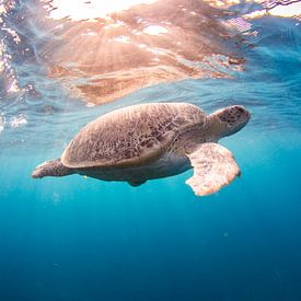 een zonnige zeeschildpad van thomas van puymbroeck