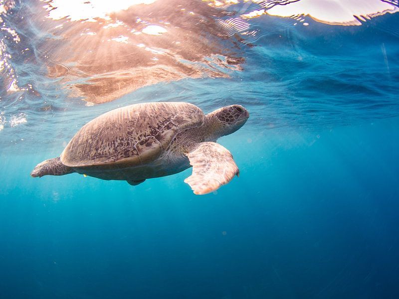 eine sonnige Meeresschildkröte von thomas van puymbroeck